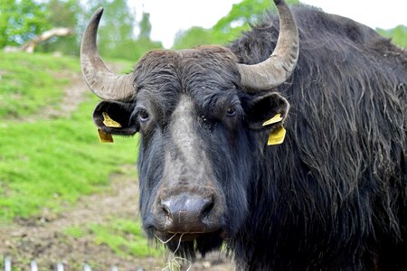Water buffalo livestock close up