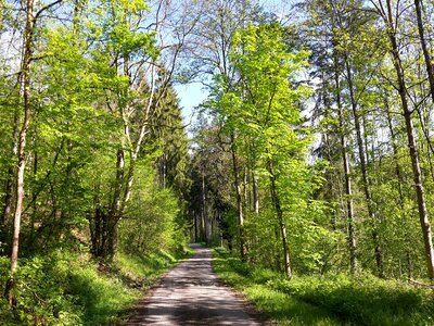 The merry month of may sun