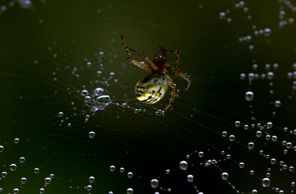 Arachnid place drops
