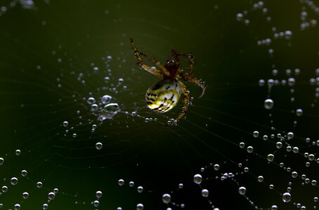 Arachnid place drops