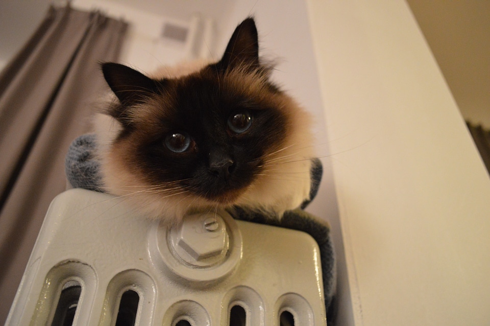 Close up birman heating