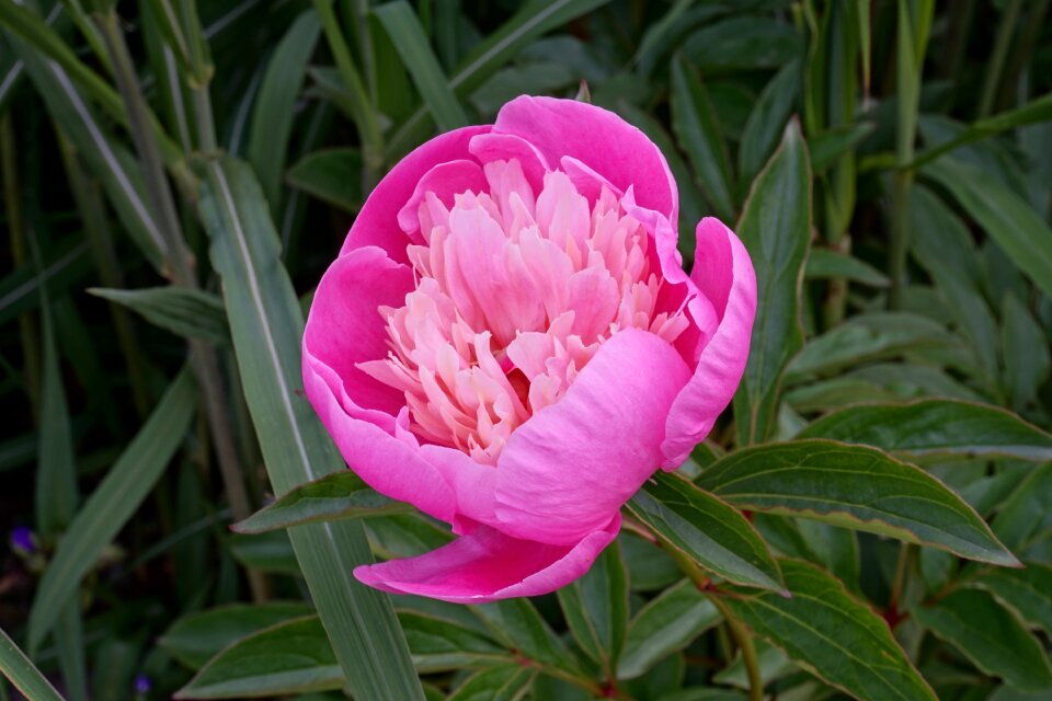 Nature pink flower garden