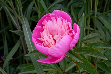 Nature pink flower garden photo