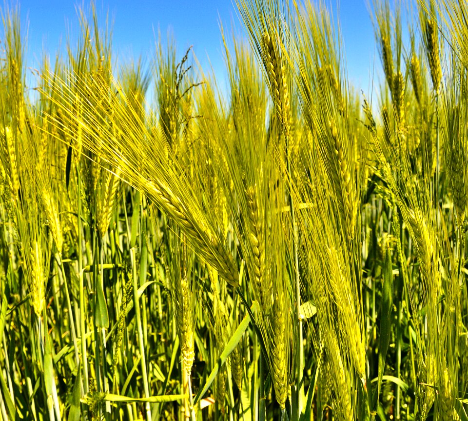 Agriculture cereals food