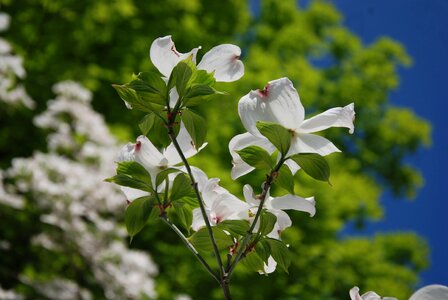 White flowers flowering sunny photo