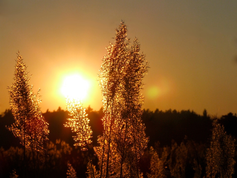 West landscape summer