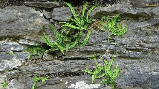 Crevices gray growth