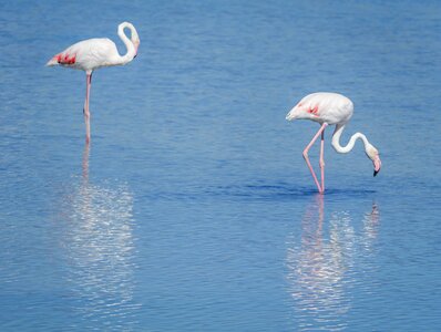 Fauna nature wading