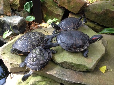 Reptile animal wildlife