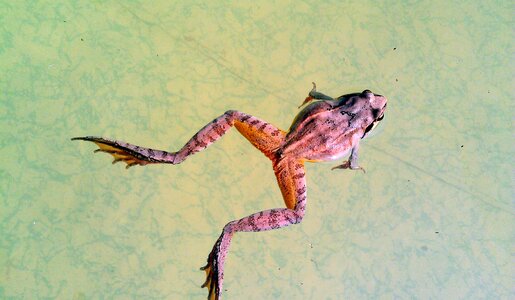 Amphibian tailless tailless amphibian photo