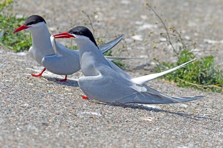 Terns north sea nature