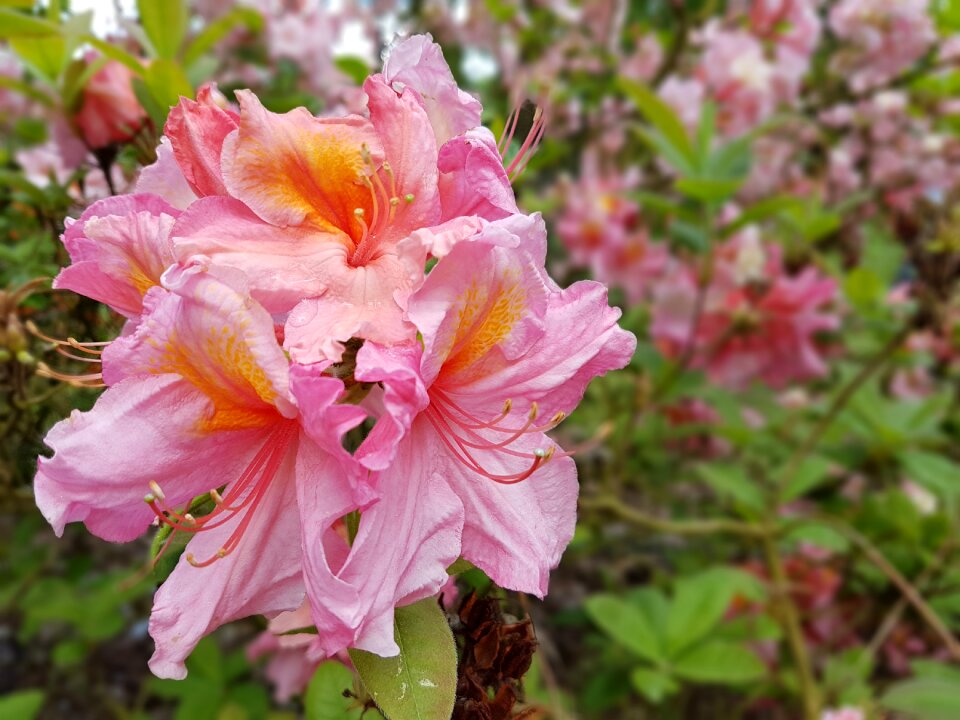 Azaleas spring rhododendron