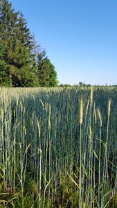 Blue agriculture grains photo