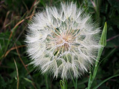 Nature pointed flower plant