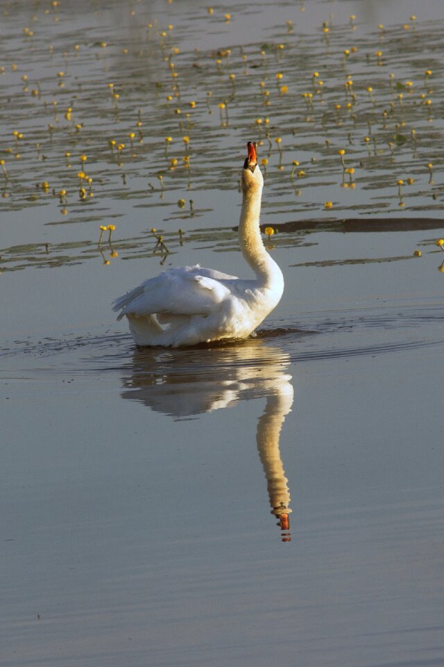 Water bird lake bird