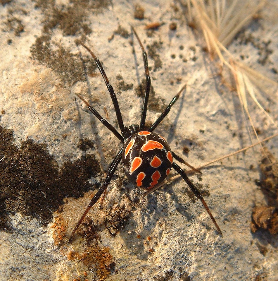 Black creepy european black widow