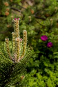 Nature forest tree photo