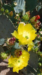 Bloom cactus