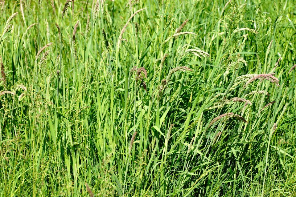 Early summer juicy coupling