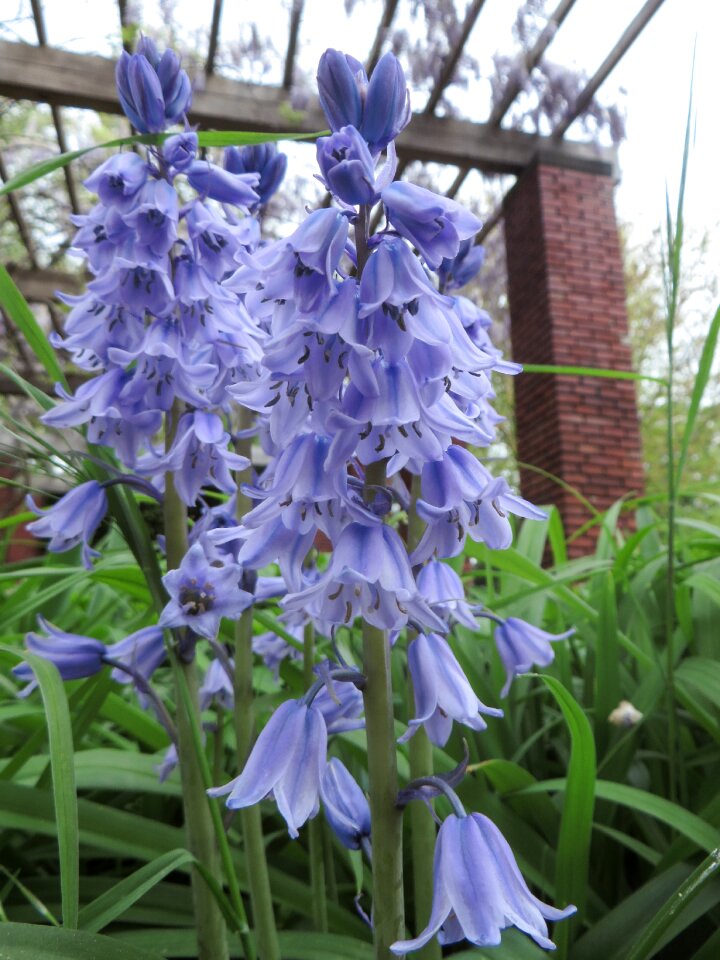 Spring purple park