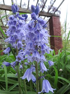 Spring purple park