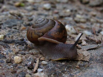 Shell natural animal