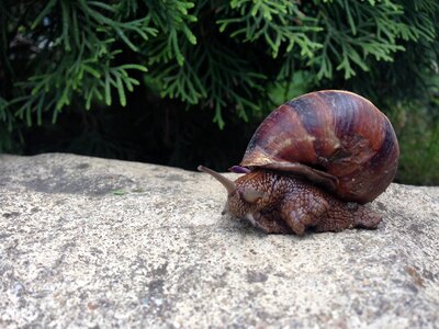 Wildlife closeup macro
