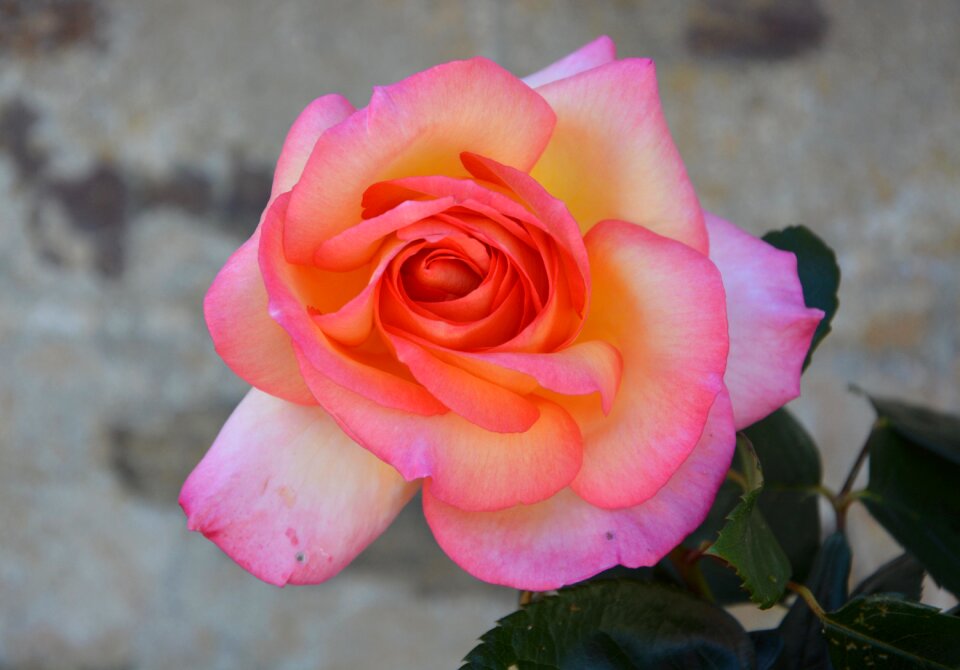 Rosebush color pink garden