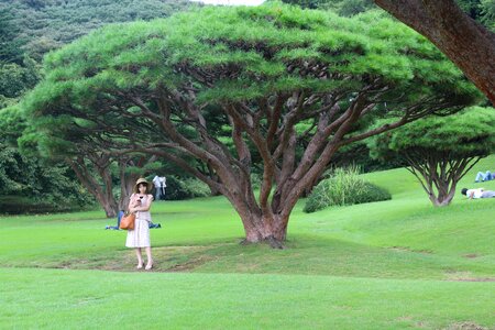 Japanese travel landscape