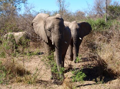 Safari national park african bush elephant photo