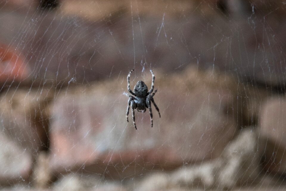 Insect cobweb