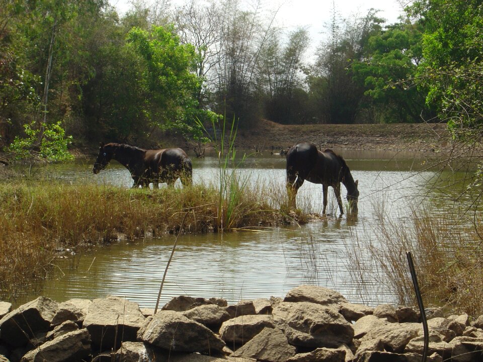 Horses india