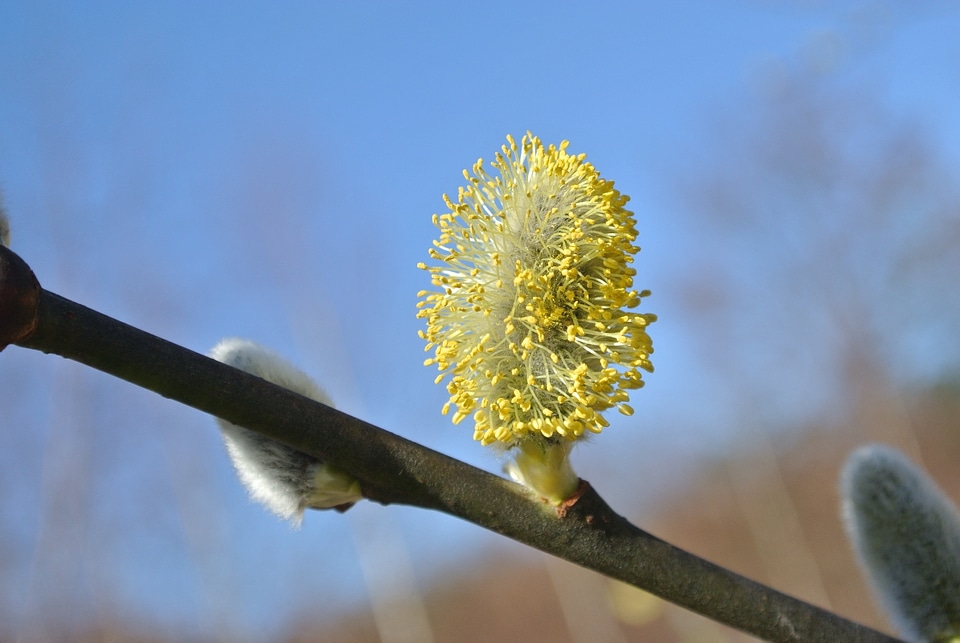 Bloom bud aesthetic