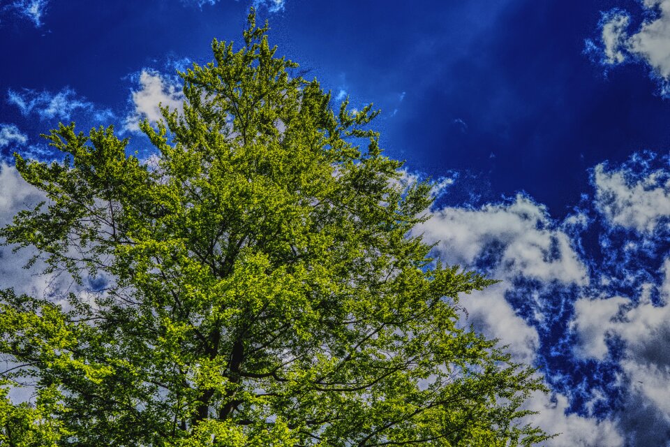 Blue nature green