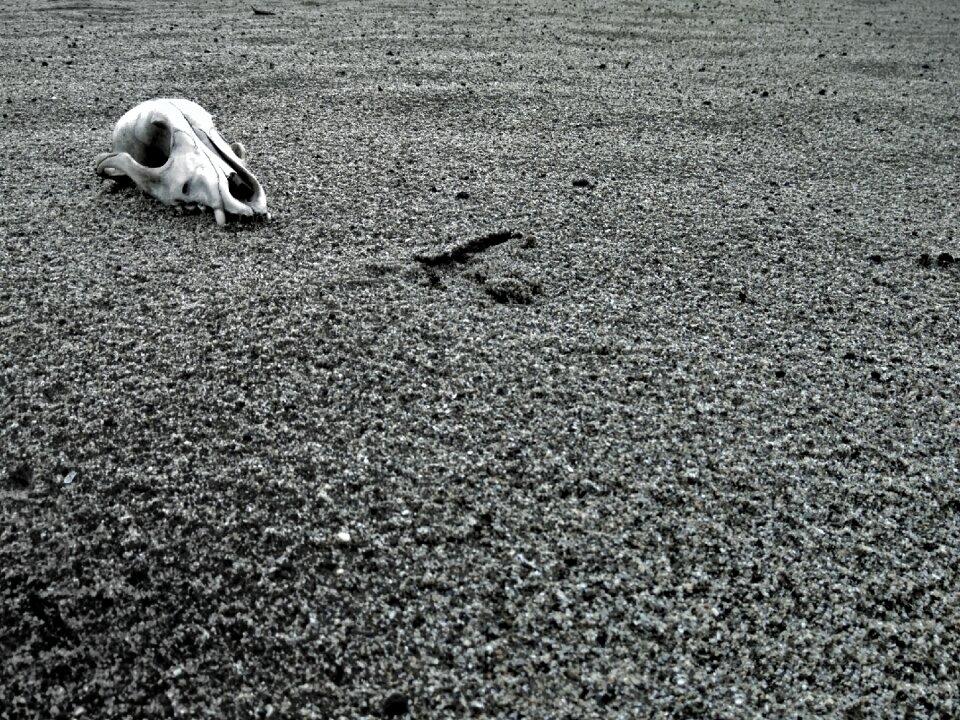 Skeleton mortal gray skull