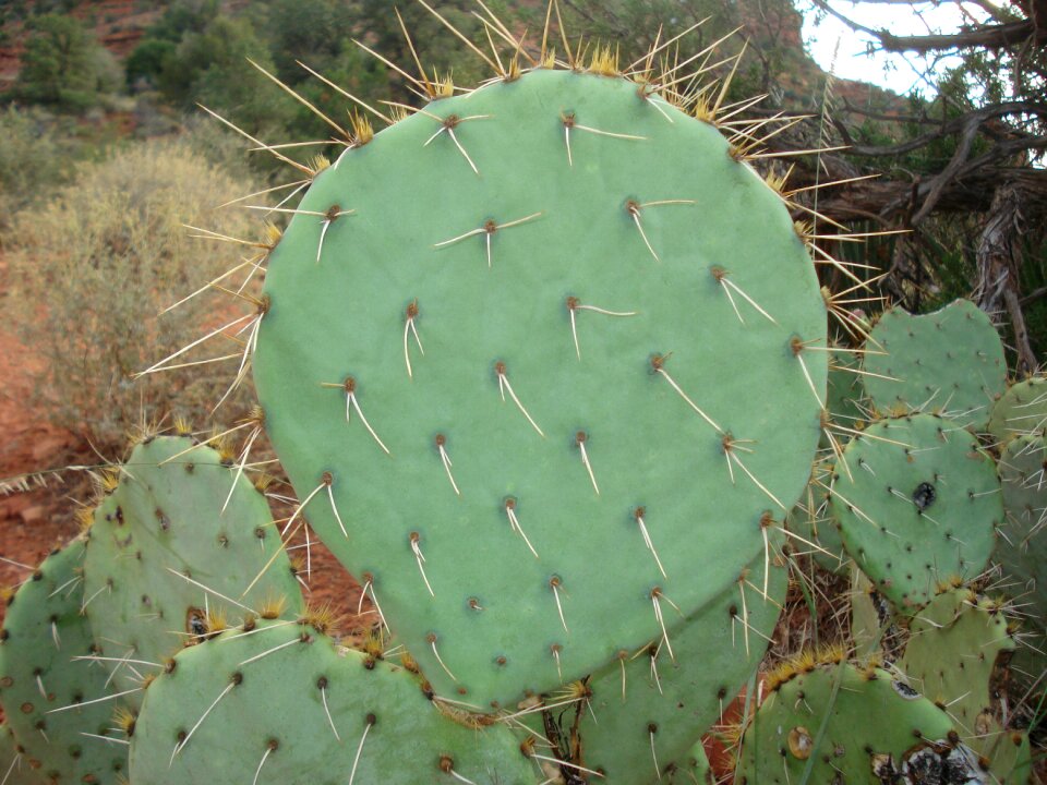 Prickly pear prickly pear cactus green