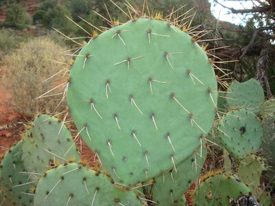 Prickly pear prickly pear cactus green photo