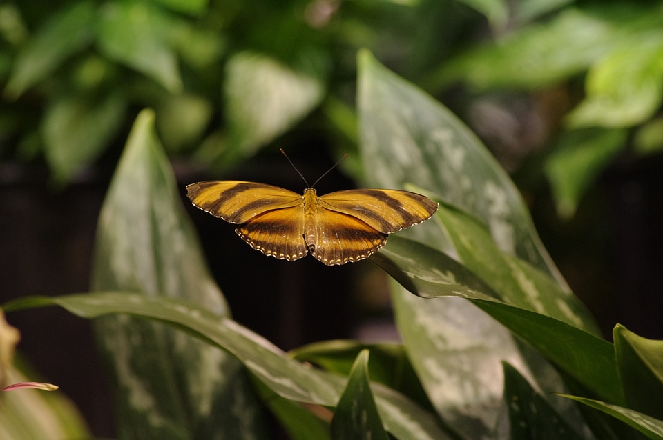Fly bright beautiful