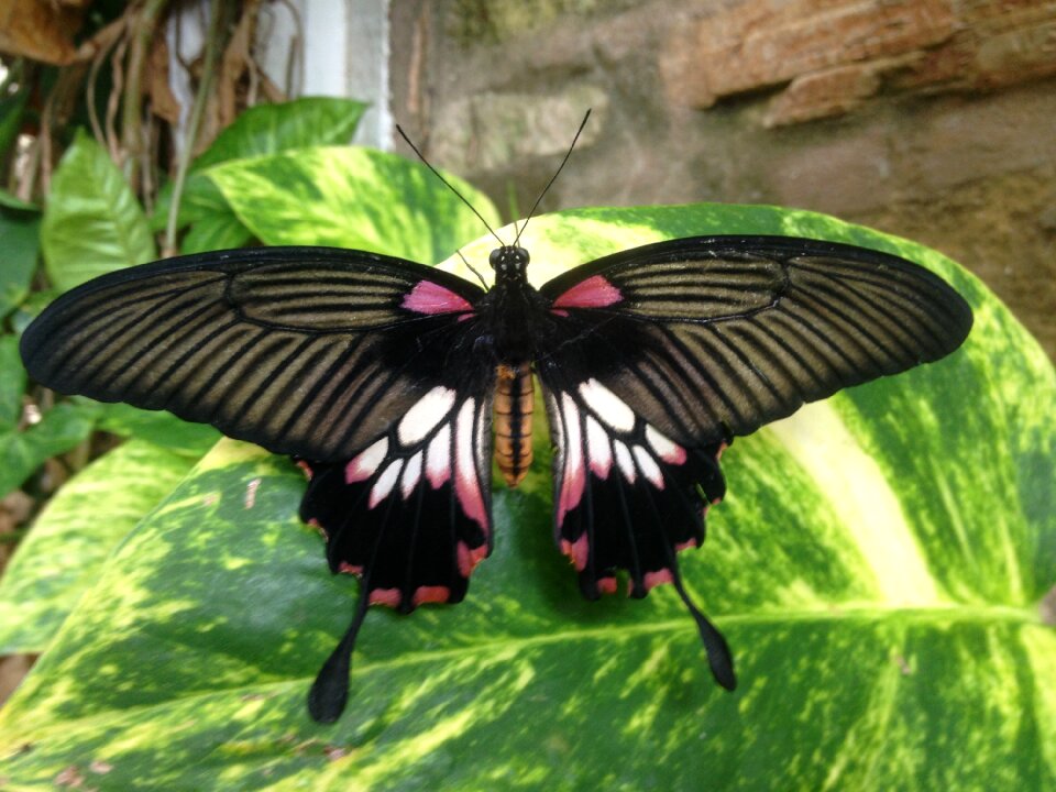 Nature wing wildlife