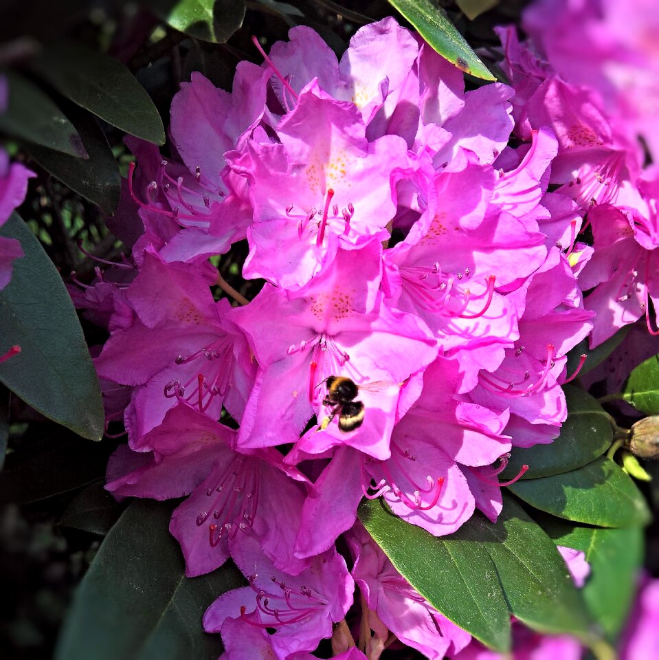 Pink flowers stamens hummel