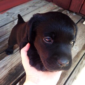 Little puppy kindness puppy in hand photo