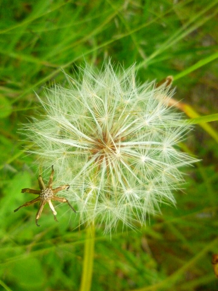 Natural macro field