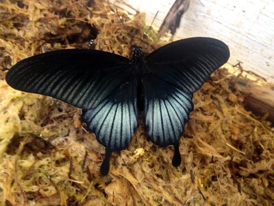 Nature wing wildlife