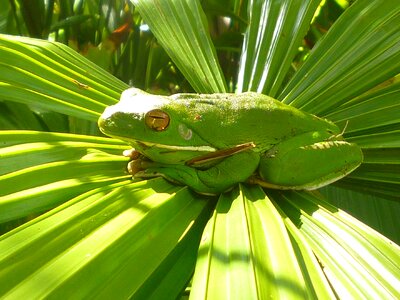 Nature ecology rainforest