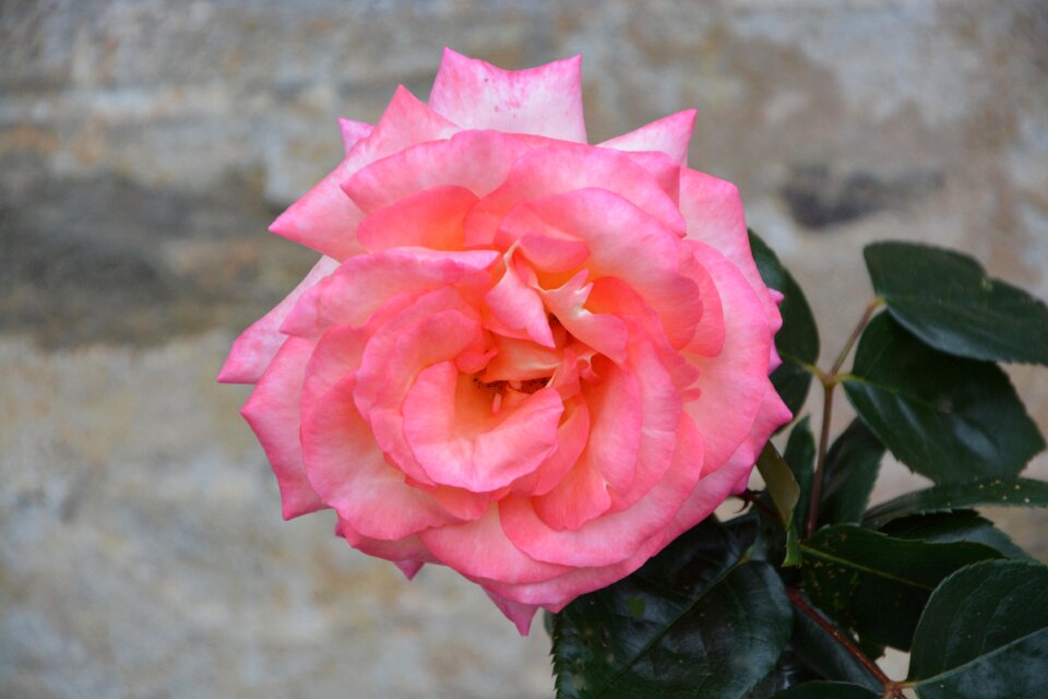 Garden flower pink flowers