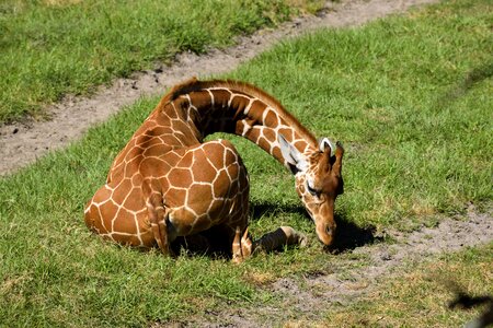 Zoo reserve outdoors photo