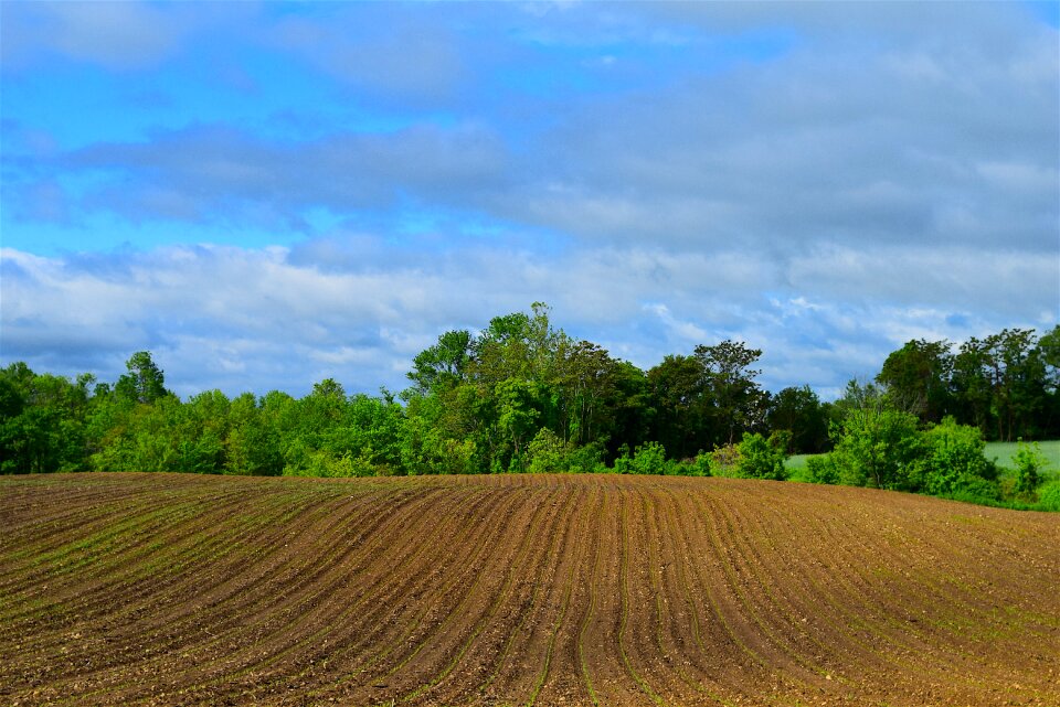 Nature rural plant photo