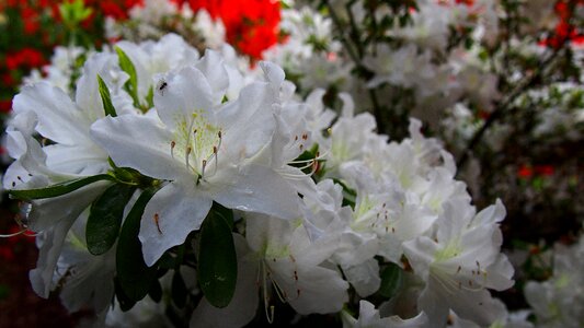 Nature spring plant photo