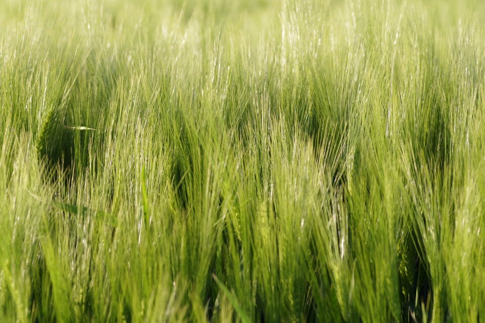 Barley field harvest