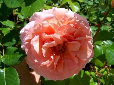 Rose pink garden photo
